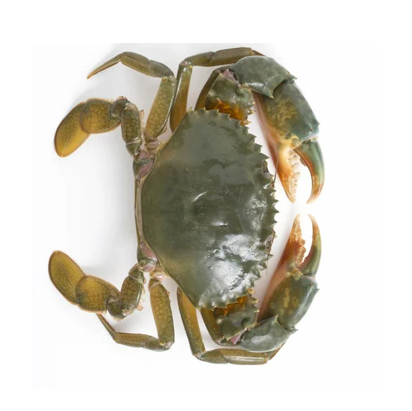 mud-crab12